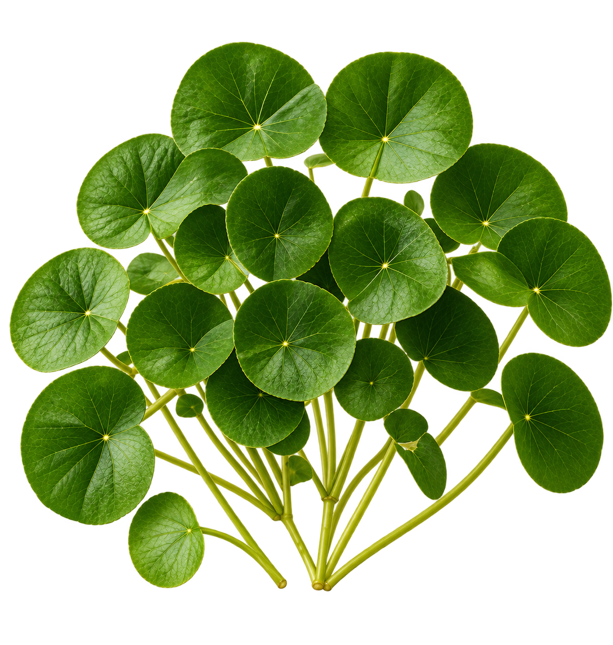 La Centella de Madagascar