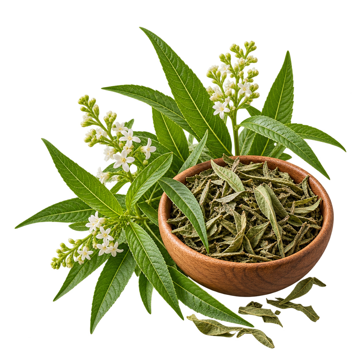 La Verveine